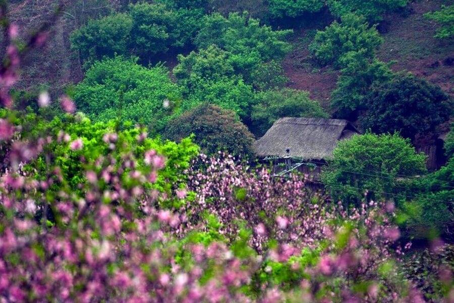 Vườn Anh Đào Mường Phăng