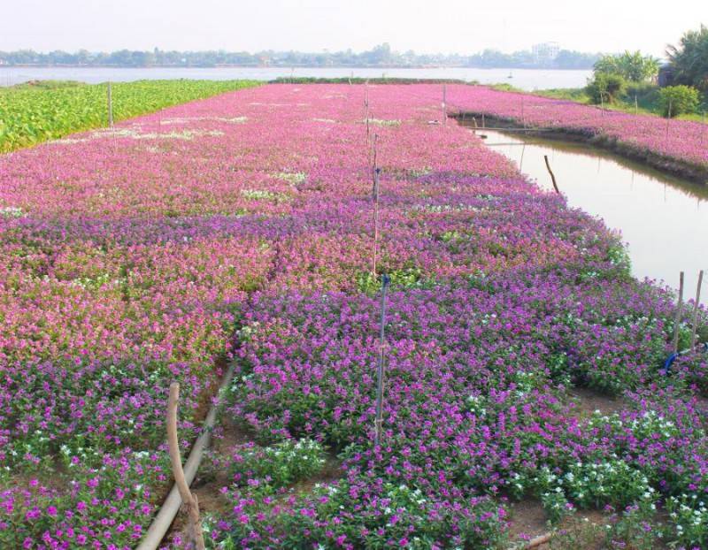 Cánh đồng Hoa Dừa Cạn Tím đẹp mơ màng giữa lòng An Giang