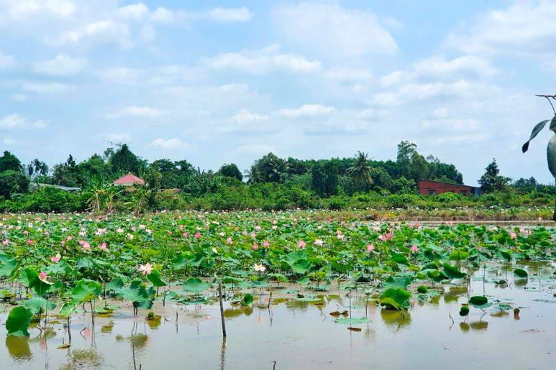 Châu Thành Bến Tre, điểm du lịch sinh thái xứ dừa nổi tiếng