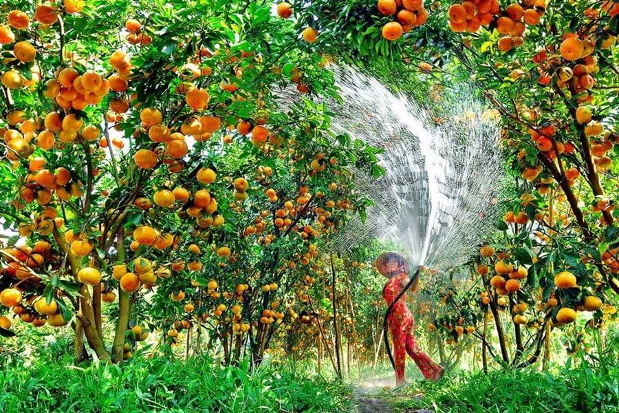 Vườn trái cây, vườn quýt Lai Vung