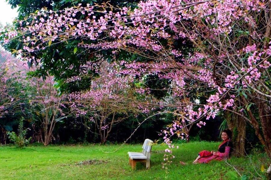 Hoa đào Mộc Châu mùa xuân