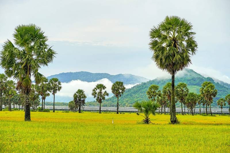 Mùa vàng An Giang đẹp ngỡ ngàng qua lăng kính của Dương Việt Anh