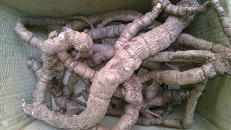 Ba kích rừng Hà Giang - Loại thảo dược quý trên cao nguyên đá