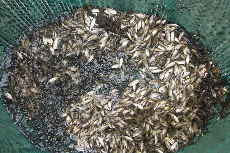 Thưởng thức mắm cá rò – Món đặc sản ngon nức tiếng của xứ Huế
