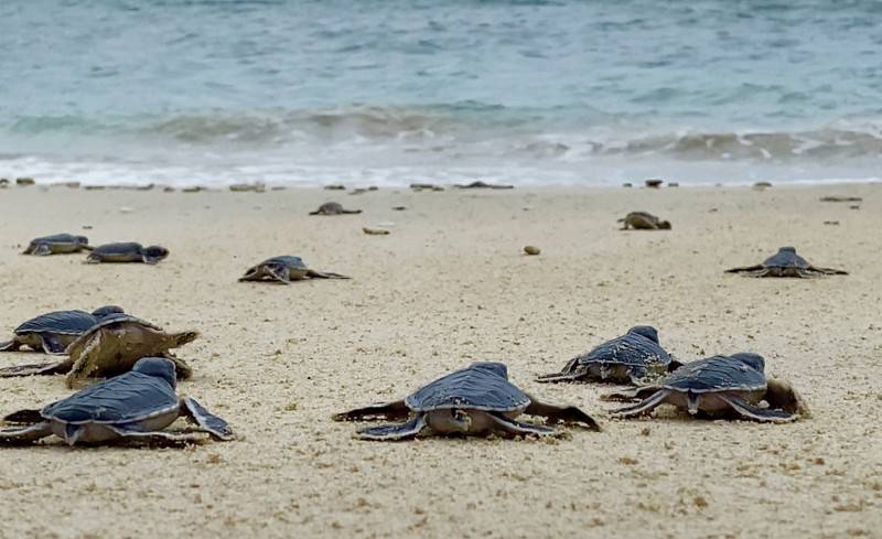 7 lý do để bạn khám phá Côn Đảo trong hè này