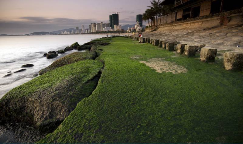 Bãi rêu Nha Trang - Khám phá vẻ đẹp đầy mê hoặc mà thiên nhiên ban tặng