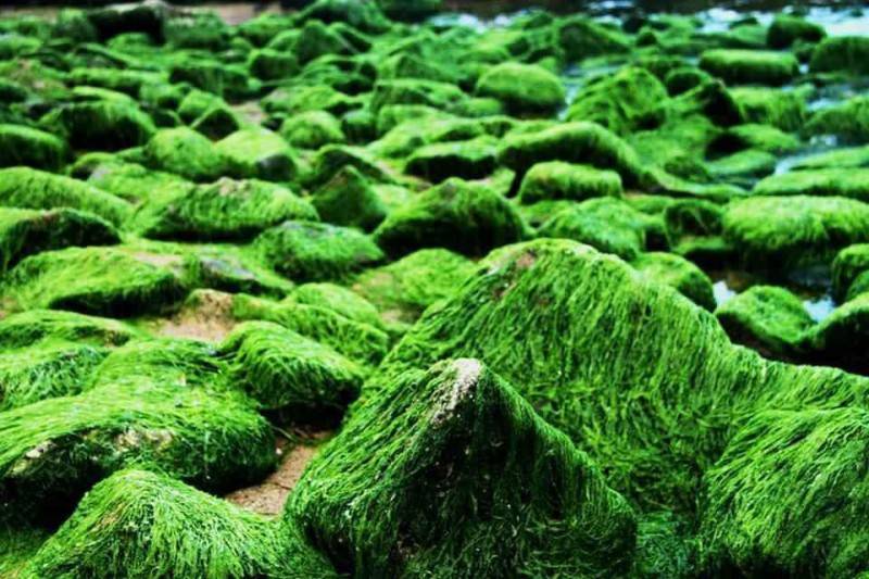 Bãi rêu Nha Trang - Khám phá vẻ đẹp đầy mê hoặc mà thiên nhiên ban tặng