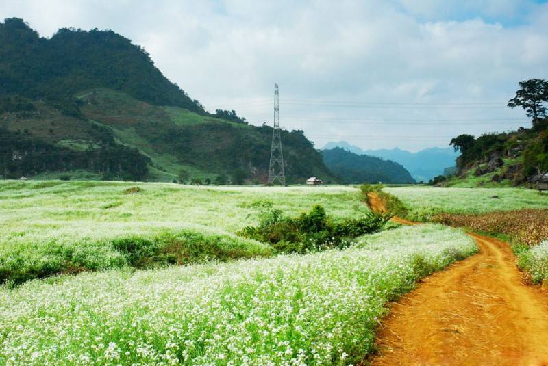 Khám phá mùa hoa cải trắng Đà Lạt nở rộ trên cao nguyên Lâm Viên