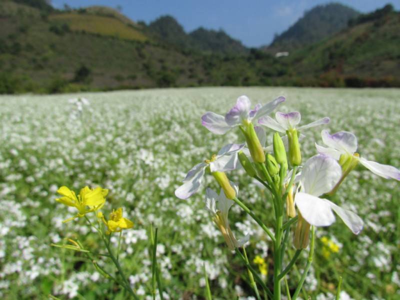 Khám phá mùa hoa cải trắng Đà Lạt nở rộ trên cao nguyên Lâm Viên