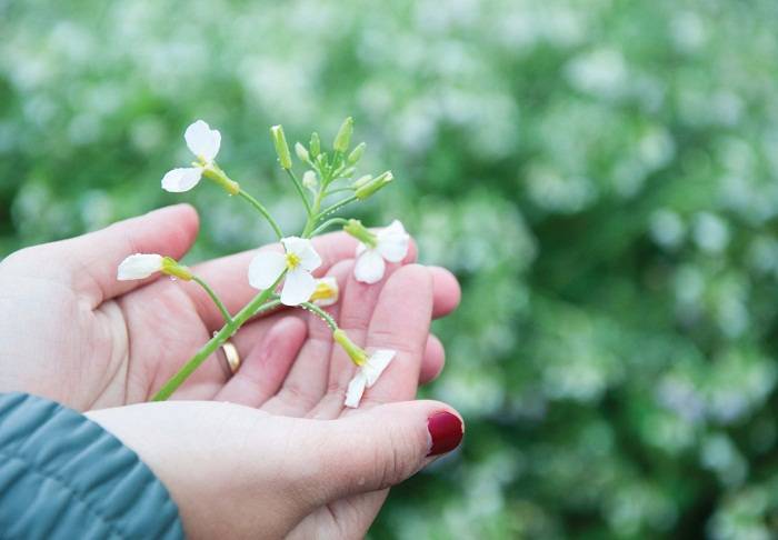 Khám phá mùa hoa cải trắng Đà Lạt nở rộ trên cao nguyên Lâm Viên