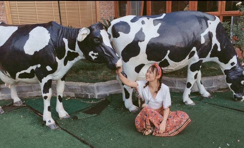 Khám phá nét đẹp thơ mộng với 1 ngày ở trang trại bò sữa Mộc Châu