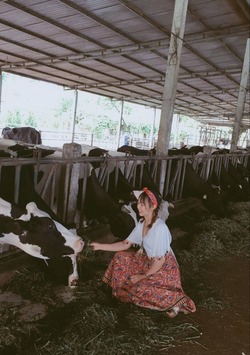 Khám phá nét đẹp thơ mộng với 1 ngày ở trang trại bò sữa Mộc Châu