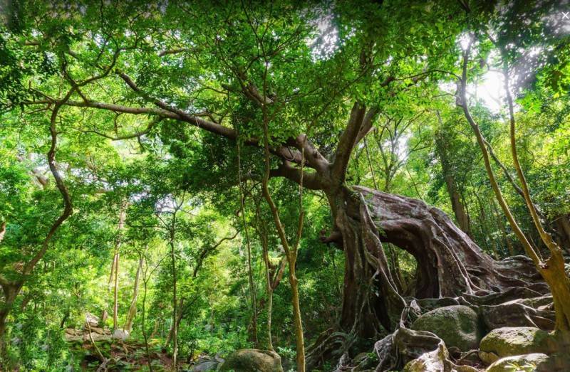 Kinh nghiệm đi Nhất Lâm Thủy Trang Trà - Khám phá vẻ đẹp thiên nhiên hoang sơ đầy thi vị