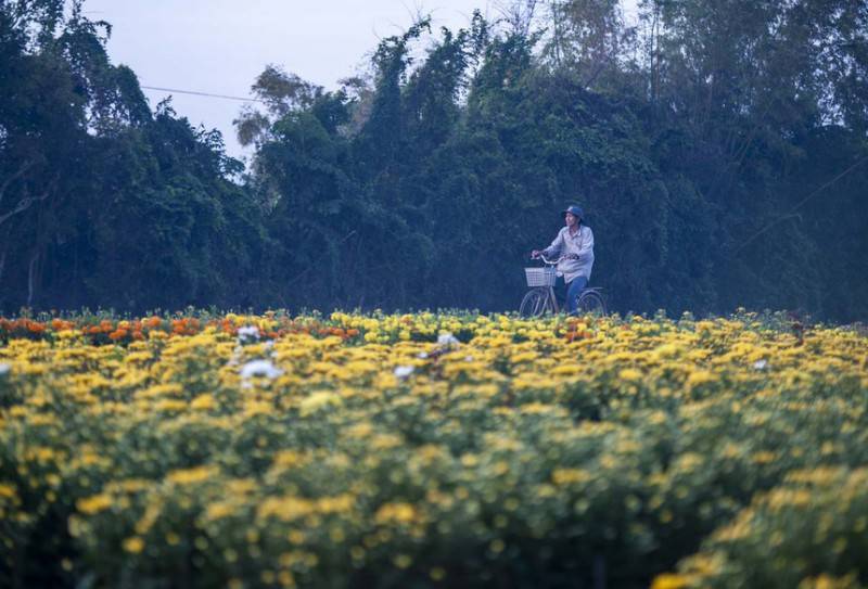 Làng hoa Phú Mậu – Vẻ đẹp rực rỡ và lãng mạn nơi xứ Huế