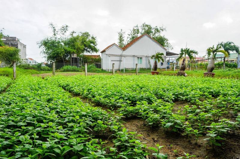 Làng rau Ngọc Lãng - Trải nghiệm đầy thú vị tại vườn rau sạch rộng lớn nhất Phú Yên