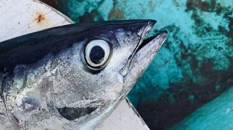 Mắt cá ngừ đại dương - Thức quà giàu dinh dưỡng từ biển cả vùng đất Phú