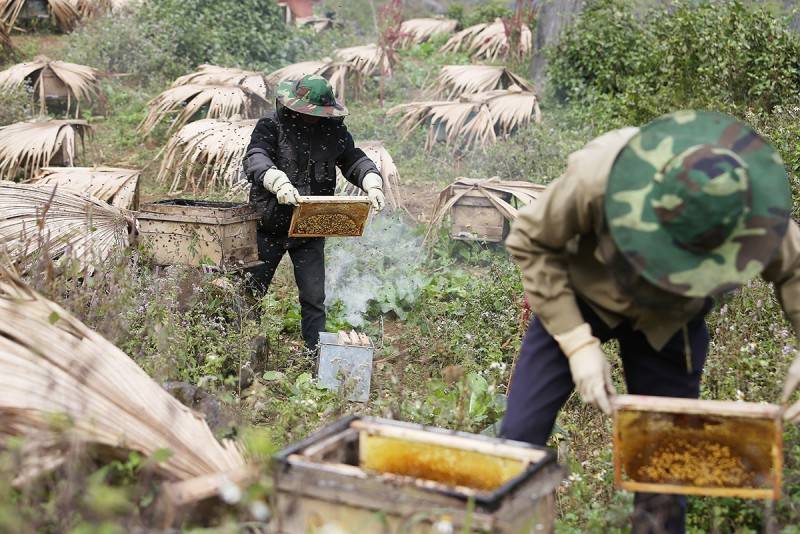 Mật ong bạc hà Hà Giang - 'Thực phẩm vàng' nơi cao nguyên đá