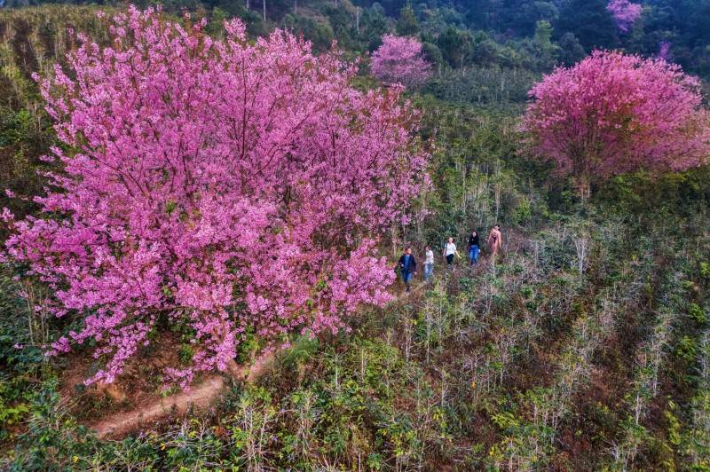 Ngắm nhìn vẻ đẹp rực rỡ của mùa hoa mai anh đào Đà Lạt