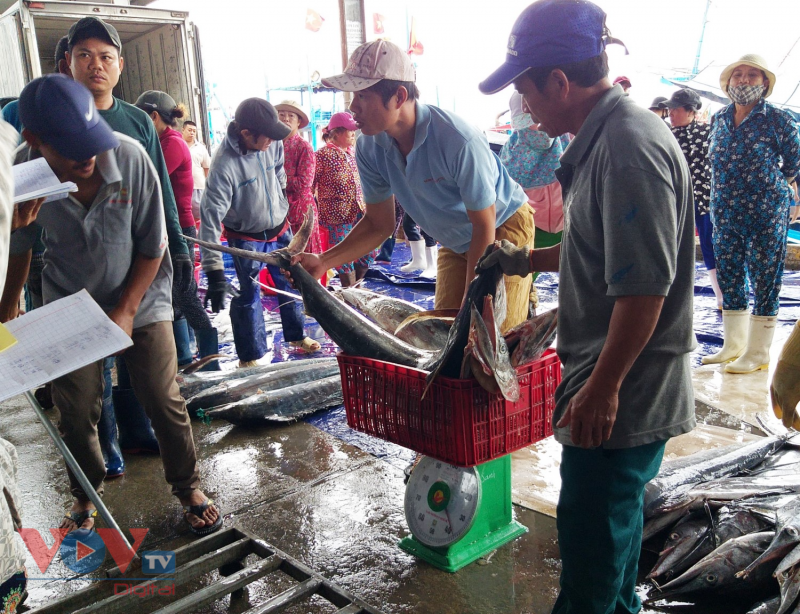 Tất tần tật kinh nghiệm mua hải sản Nha Trang không lo chặt chém