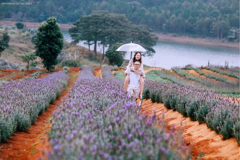 Tháng Sáu đi Đà Lạt chơi gì để nâng tầm trải nghiệm thành phố ngàn hoa qua lăng kính tháng Sáu