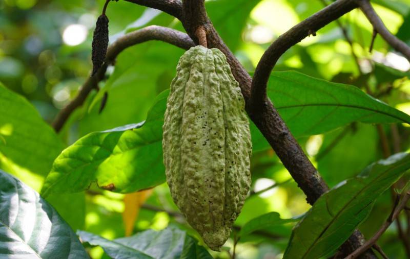 Bạn đã thử chưa Cacao Mười Cương thơm ngon chỉ có tại Tây Đô?