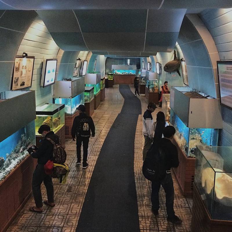Bảo tàng Hải Dương Học Nha Trang - Đại dương thu nhỏ giữa lòng thành phố