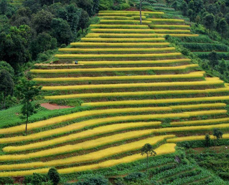 Bật mí cụ thể Lịch trình trekking Hoàng Su Phì 3N2Đ dành cho hội ‘ma mới’