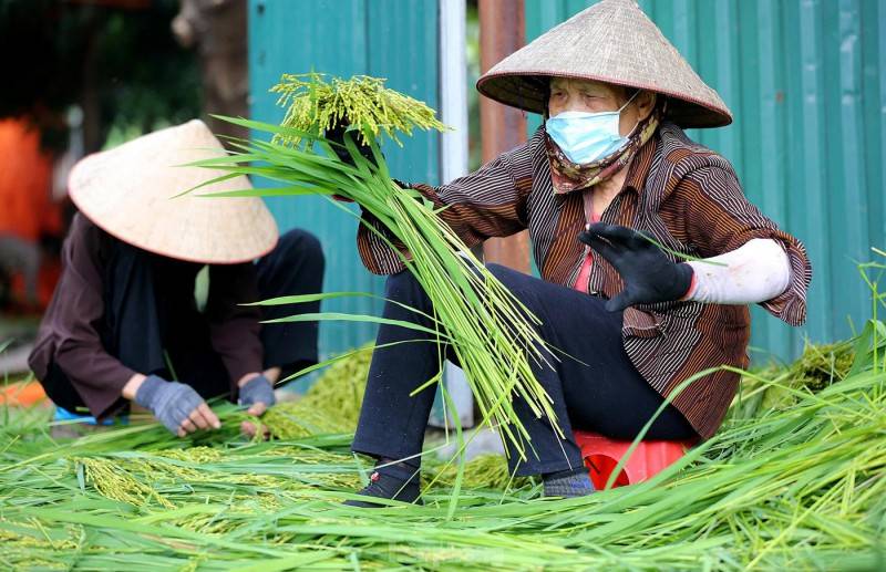 Bình dị cốm làng vòng - Gói gọn hương vị mùa thu Hà Nội