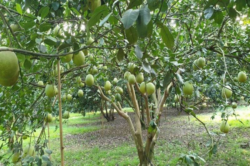 Bỏ túi list Vườn trái cây An Giang nổi tiếng nhất