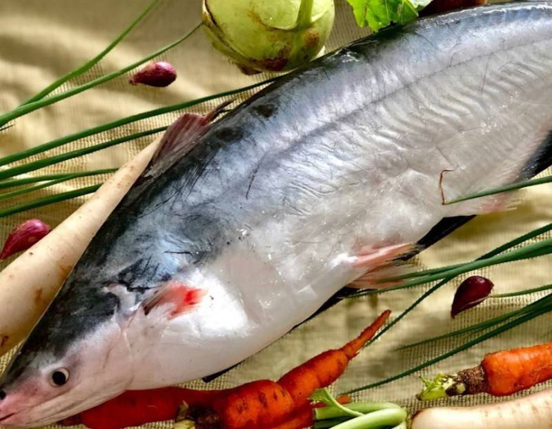 Cá dứa Cà Mau và những món ngon mà bạn không nên bỏ lỡ