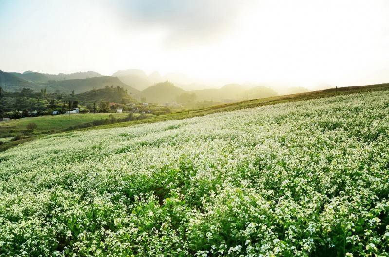 Cánh đồng cải Mộc Châu – Mê mẫn với sắc trắng tinh khôi mỗi mùa hoa cải