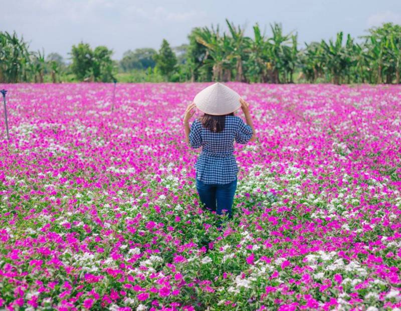 Cánh đồng Hoa Dừa Cạn Tím đẹp mơ màng giữa lòng An Giang