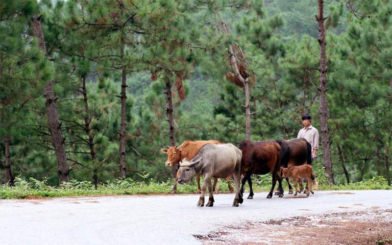 Chia sẻ kinh nghiệm đi du lịch Yên Minh - Hà Giang tự túc