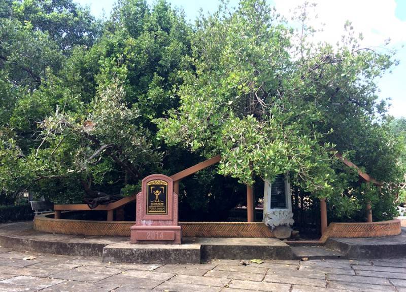 Chiêm ngưỡng cây cổ thụ Bạch Mai tại đình Phú Tự hàng trăm năm tuổi
