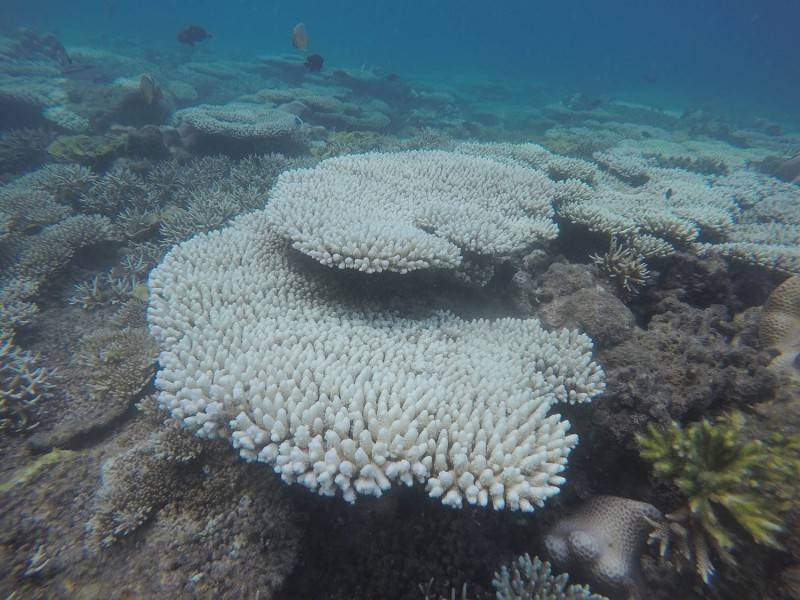 Chiêm ngưỡng cột san hô Côn Đảo đẹp tuyệt sắc