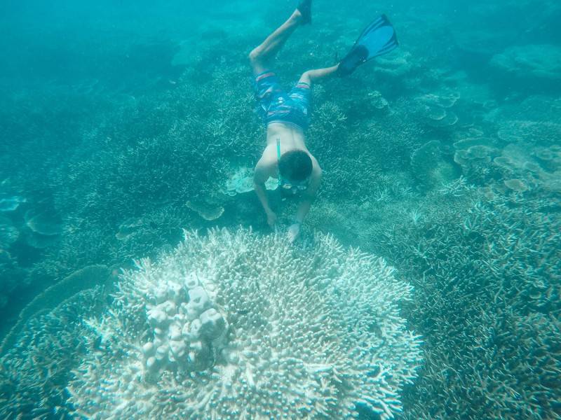 Chiêm ngưỡng cột san hô Côn Đảo đẹp tuyệt sắc
