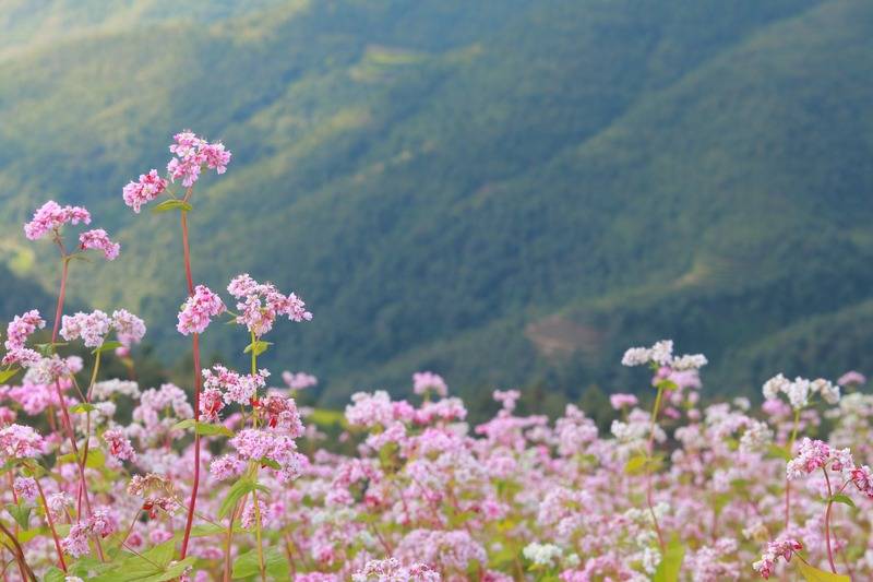 Chiêm ngưỡng mùa hoa tam giác mạch Hà Giang cực lãng mạn