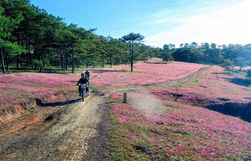 Chiêm ngưỡng mùa hội cỏ hồng Đà Lạt đẹp tựa tranh vẽ trên đỉnh LangBiang