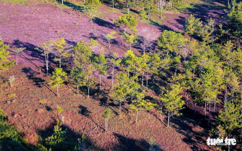 Chiêm ngưỡng mùa hội cỏ hồng Đà Lạt đẹp tựa tranh vẽ trên đỉnh LangBiang