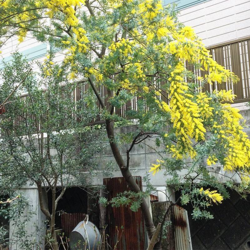 Chinh phục cung đèo Mimosa với vẻ đẹp hoang dại nhưng cũng rất mực nên thơ