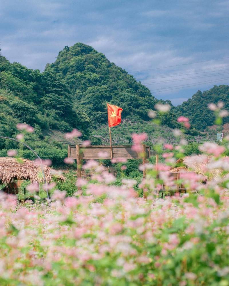Có một Vườn hoa tam giác mạch xinh đẹp trên cao nguyên Mộc Châu