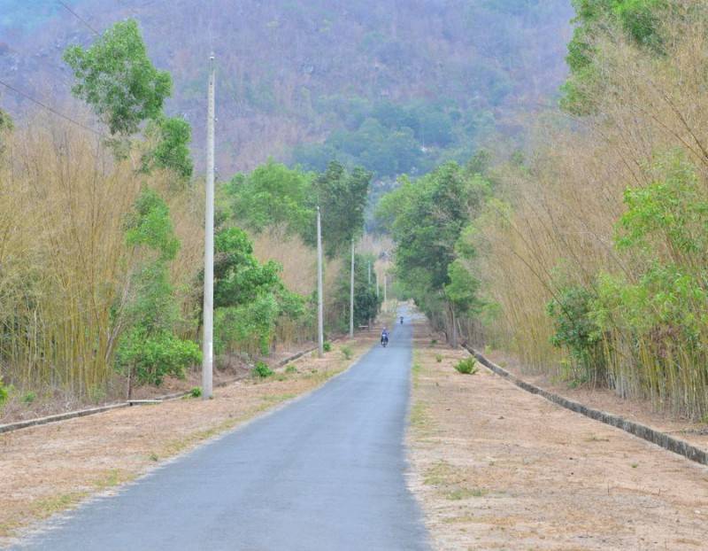 Con đường tầm vong Ô Tà Sóc đẹp tựa tranh vẽ tại An Giang