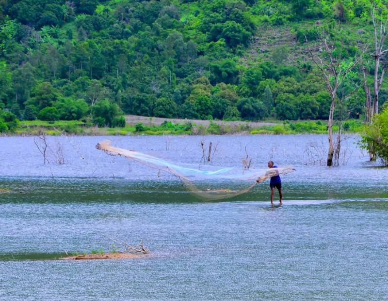 Con đường tầm vong Ô Tà Sóc đẹp tựa tranh vẽ tại An Giang