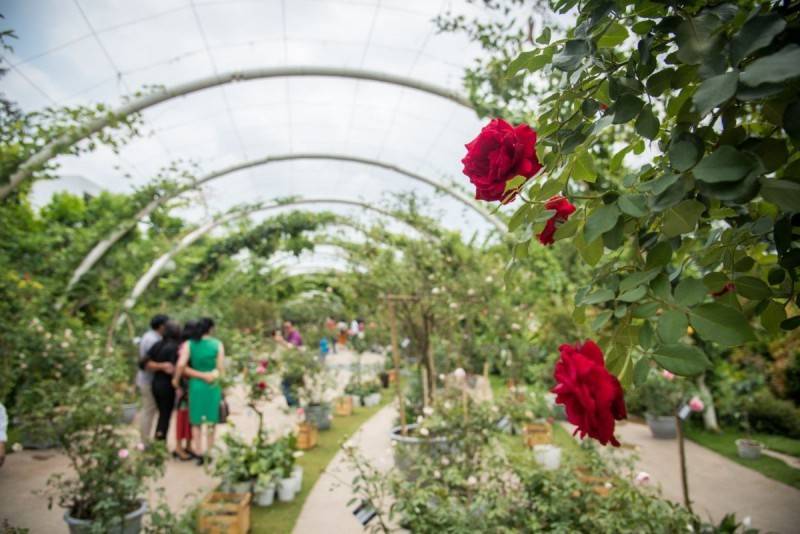 Công viên hoa hồng Rose Park - Mê cung hoa hồng nổi bật giữa lòng Hà Nội