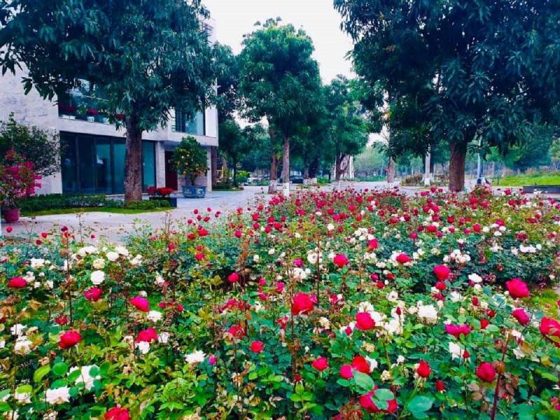 Công viên hoa hồng Rose Park - Mê cung hoa hồng nổi bật giữa lòng Hà Nội