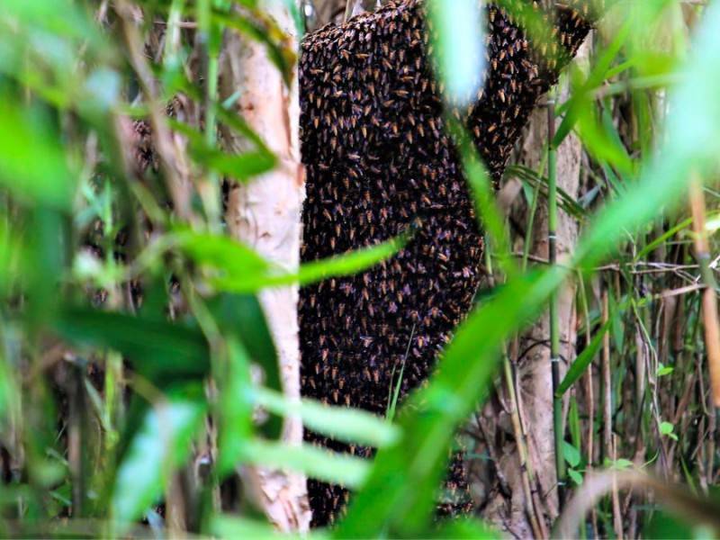 Đặc sắc Nghề gác kèo ong ở rừng U Minh Hạ Cà Mau