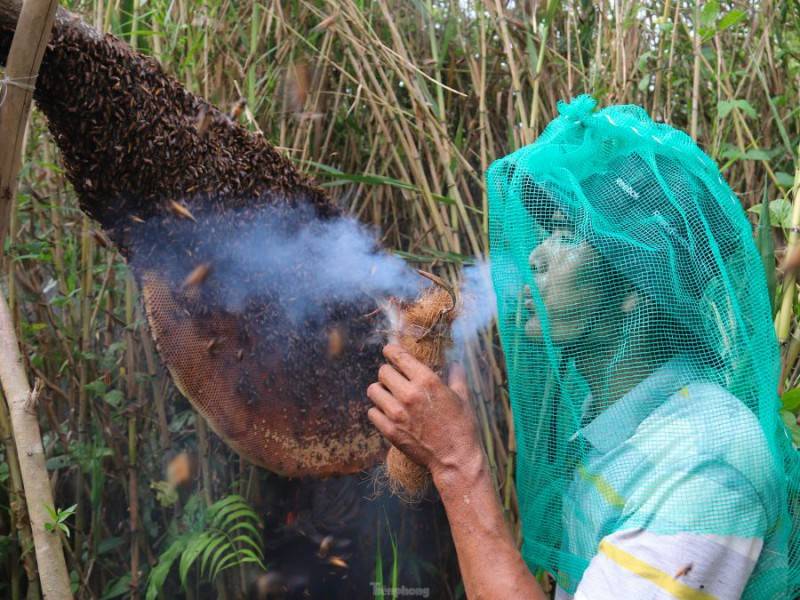 Đặc sắc Nghề gác kèo ong ở rừng U Minh Hạ Cà Mau