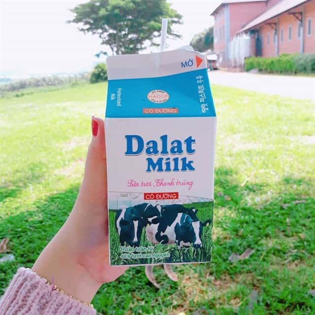 Dalat Milk Farm - Nông trại bò sữa nổi tiếng với cảnh sắc thiên nhiên thơ mộng