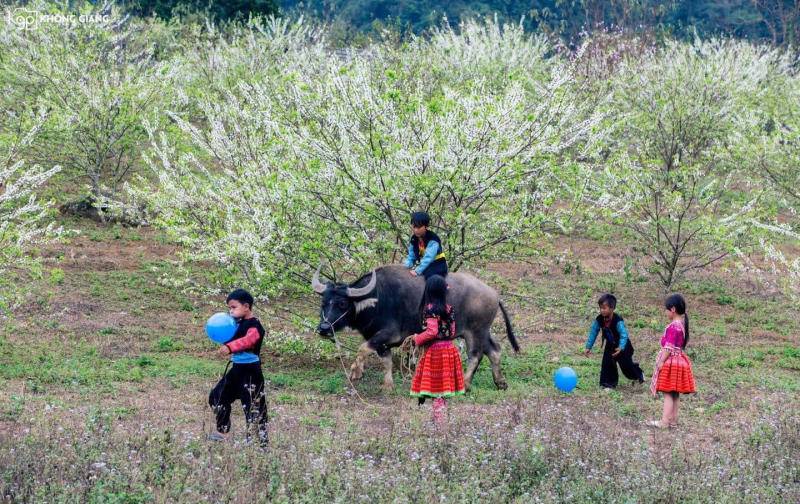 Đắm say trước Mùa hoa mận Mộc Châu nở trắng xóa khắp Tây Bắc