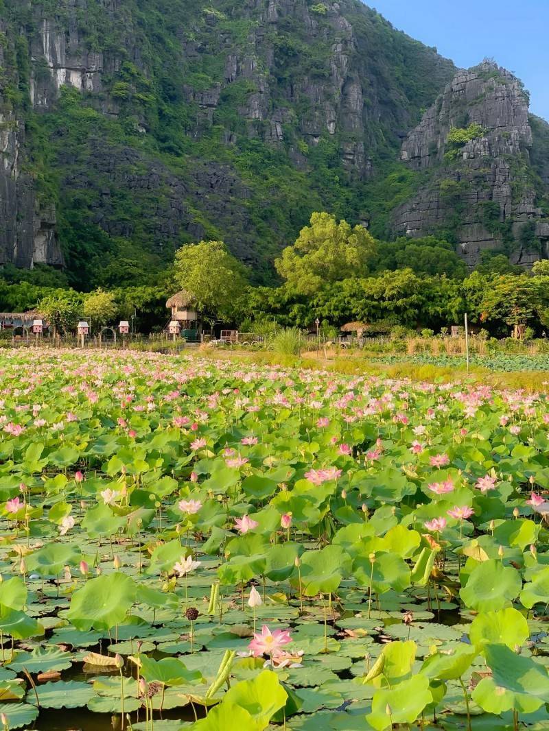 Đầm sen Hang Múa, tuyệt tác dưới chân núi Ngọa Long